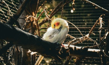 visite-parc-animalier-vendee.jpg