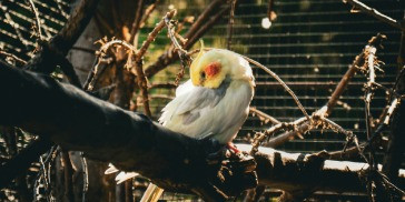 visite-parc-animalier-vendee.jpg