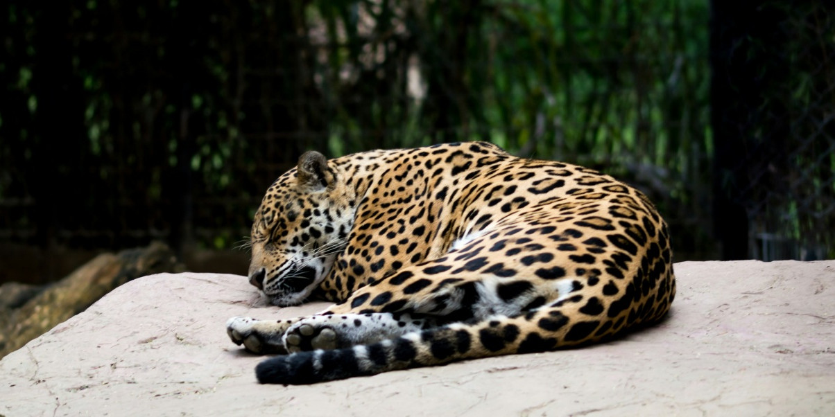 zoo-des-sables-vendee.jpg