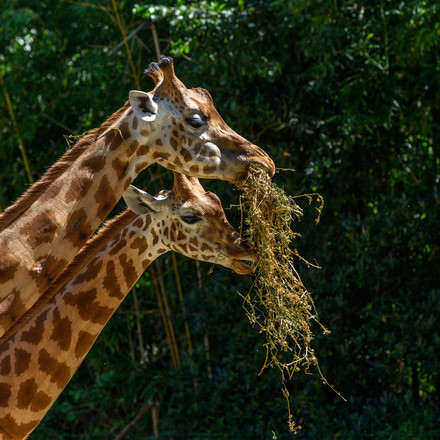 Zoo olonne.jpeg