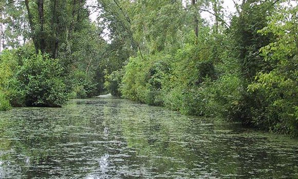 Marais_Poitevin.jpg